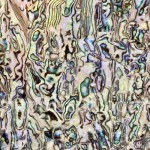 Paua Paua